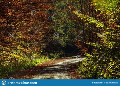 Nature Autumn Sunshine Leaves Yellow Stock Image Image Of Blue Park