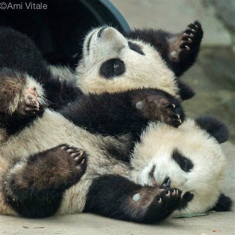 Two 6 Month Old Pandas Playing Together Panda Love Cute Panda Animals