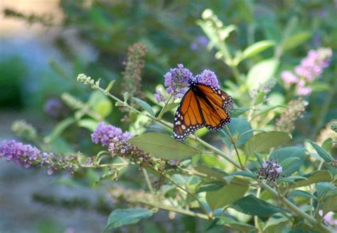 Butterfly Bush Growing Tips