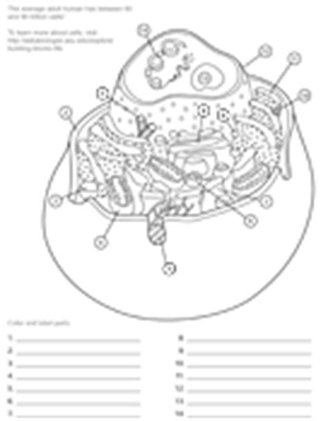 Prokaryote coloring x prokaryote coloring pixel type jpg download. Coloring Pages and Worksheets | Ask A Biologist