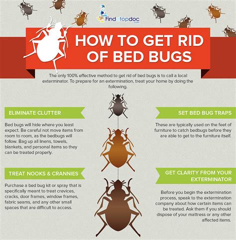 How To Get Rid Of Bed Bugs Photograph By Findatopdoc Fine Art America