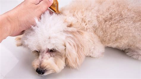 What Causes Dogs To Have Dandruff