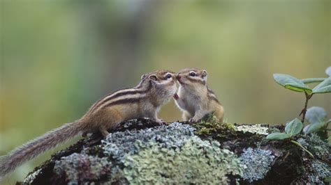 Chipmunkkiss Bing Wallpaper Download