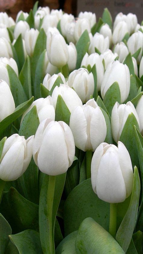 Tulipanes Mana Vietne Amazing Flowers Tulips Flowers White