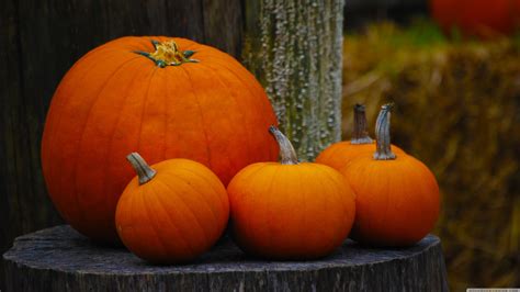 Hd Pumpkin Wallpaper 60 Pictures