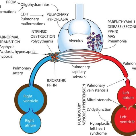 Pulmonary Arteriole From A 4 Week Old Non Hypoxemic Infant The Download Scientific Diagram