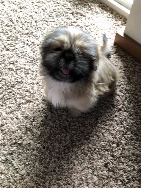 Dogs are part of our lives. Shih Tzu Puppies For Sale | Lynnwood, WA #277249 | Petzlover