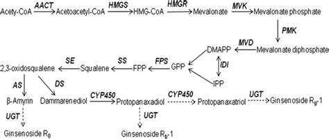 Putative Ginsenoside Biosynthesis Pathway Candidate Genes Identified Download Scientific