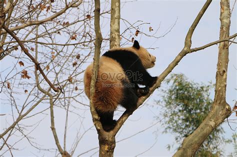 Pandas Climbing Tree Picture And Hd Photos Free Download On Lovepik