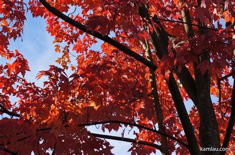 Autumn Red Maple Trees