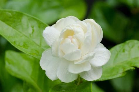 10 Types Of Jasmine Flowers Can You Guess Them All Most Popular