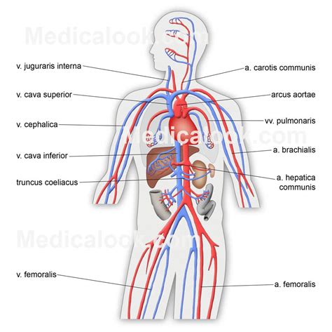 Cardiovascular System Parts And Functions Circulatory Human Simple
