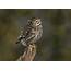 UK Little Owl