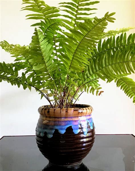 Boston Fern For Balconies And Indoors To Grow Easily Lifezshining In