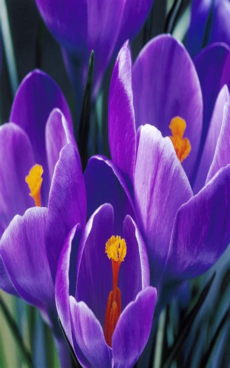 Find your perfect phone wallpaper from our stunning handpicked collection. 48+ Totally Free Cell Phone Wallpaper on WallpaperSafari