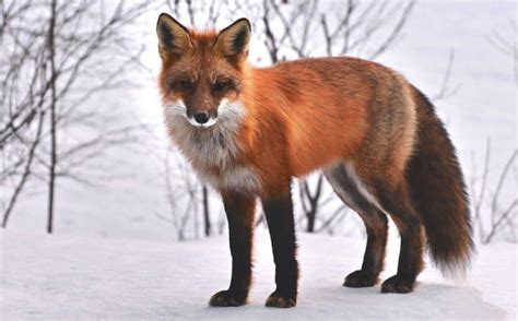 Red Fox Spiritual Meaning And Symbolism 8 Omens