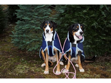 Greater Swiss Mountain Dog Rescue Foundation Home