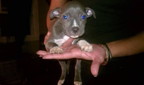 Adorable Blue Nose Pitbull Puppies 9 Weeks Old For Sale In