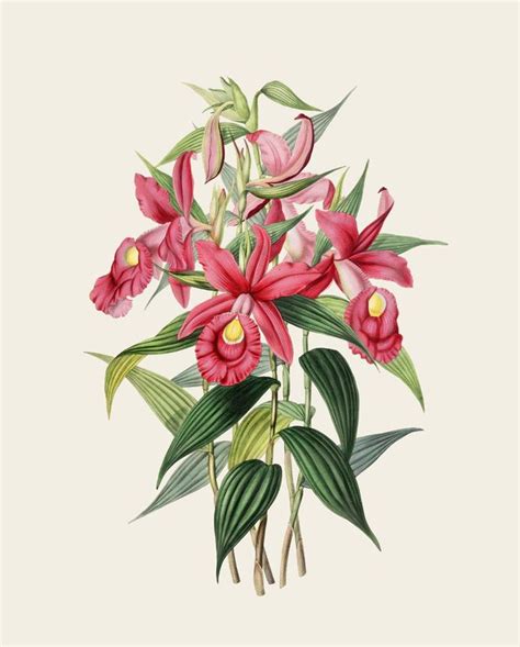 Set Of 6 Orchid Print Botanical Flowers Illustration Art Floral