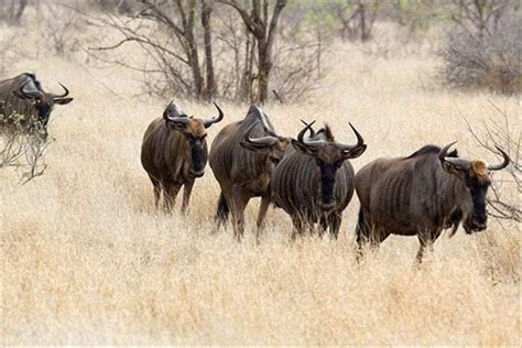 South Africa Kruger Mammals Naturetrek Wildlife Holidays