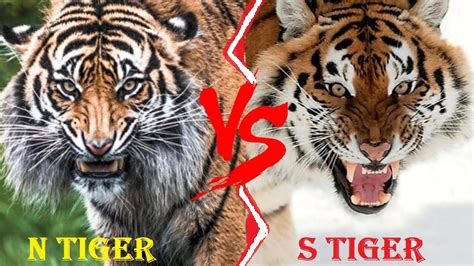 Ngandong Tiger Vs Siberian Tiger Ngandong Tiger Vs Siberian Tiger Who
