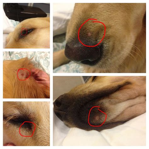 Bumps On Nose Mouth And Eyes Golden Retriever Dog Forums