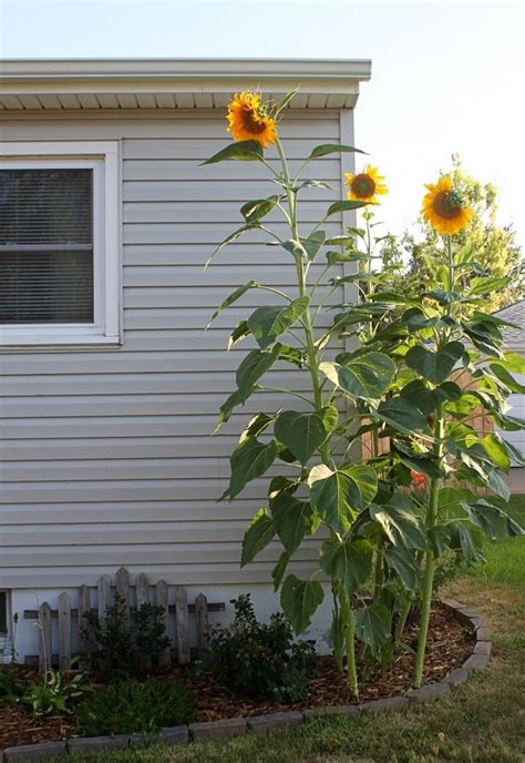Giant Sunflowers In My Front Yard Rustic Landscaping Front Yard New