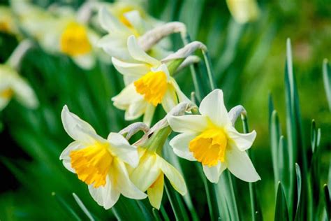 2k And 4k Ultra Hd Wallpapers Narcissus Flower Beautiful Pictures