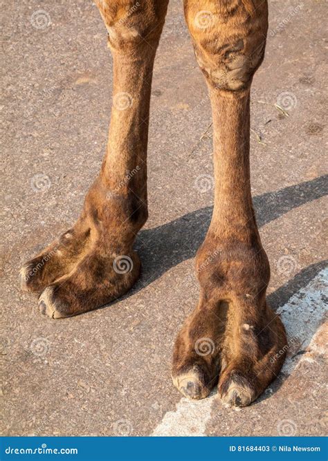 Camel Feet Stock Image Image Of Feet Beast Travel 81684403