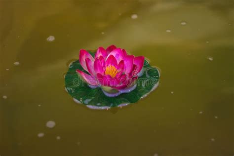 Beautiful Pink Lotus Water Plant In A Pond Stock Image Image Of Lily