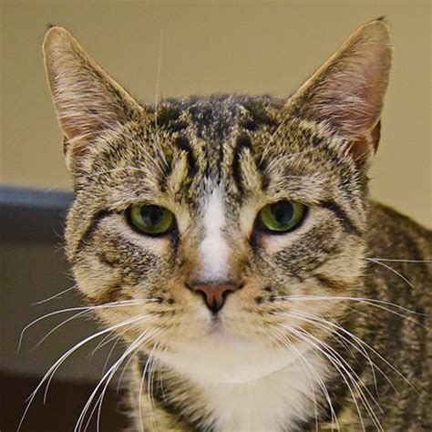 Here you can find more information about all the cats that are currently for adoption, and fill out an adoption form. Adoptable Cats and Kittens | NYC | Adoption Center| ASPCA