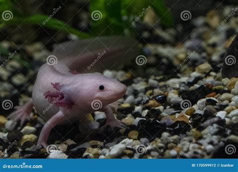 Underwater Axolotl Portrait Close Up In An Aquarium Mexican Walking