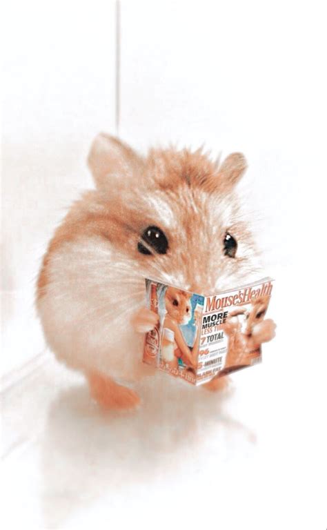 Hamster 💛 Cute Hamsters Cute Animals Super Cute Animals