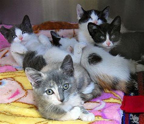 Nearly 90 Kittens Arrive At Oregon Humane Society As Part Of Second