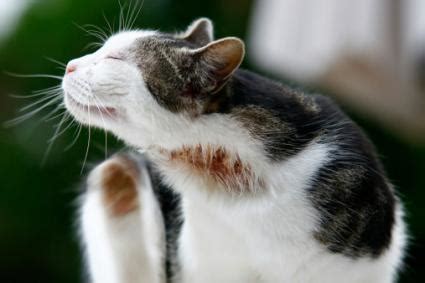 This includes any comments on people's appearance, either positive or negative! Feline Hot Spots | LoveToKnow