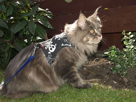 Diy Cat Harness 3 Simple Diy Harness Models To Follow Cat Loaf