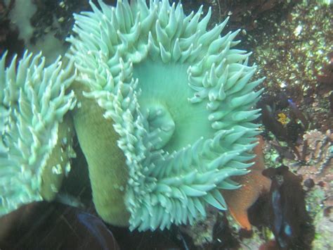 Matt Duckworth Underwater Flowers Of The Sea