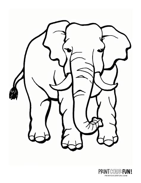 6 Realistic Elephant Coloring Pages To Print At