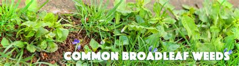 Common Broadleaf Weeds Indiana Lawn Pros