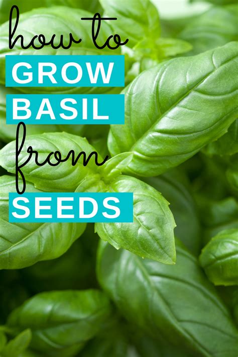 Wondering How To Grow Basil From Seed Indoors Starting Basil Seeds