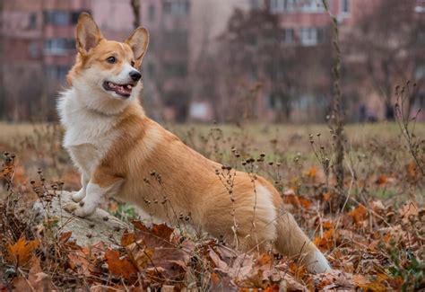 【犬図鑑】コーギー（ウェルシュ・コーギー・ペンブローク）について知ろう！性格や特徴を解説 イタチブログ
