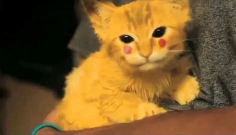 Cat Pikachu Youtube
