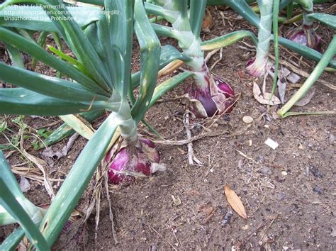 Plantfiles Pictures Allium Garden Onion Edible Onion Rio Rojo