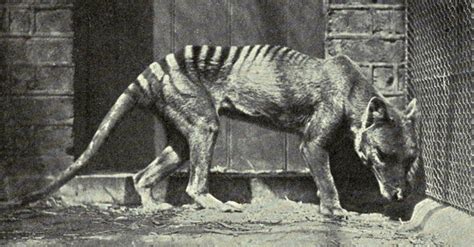 We Thought The Tasmanian Tiger Went Extinct In 1936, But Several Recent Sightings Indicate 