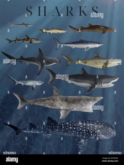 Educational Poster Depicting Various Shark Species To Scale Stock Photo