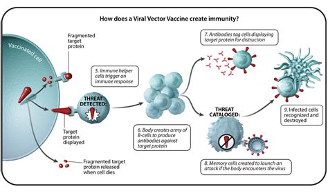 Understanding Six Types Of Vaccine Technologies Pfizer