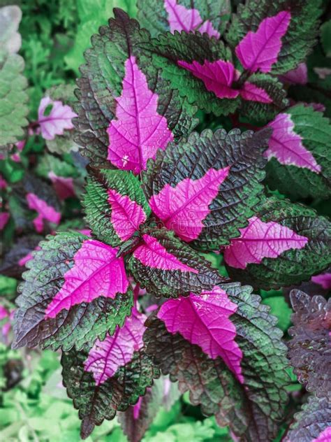 Purple And Green Leaves Of The Coleus Plantplectranthus