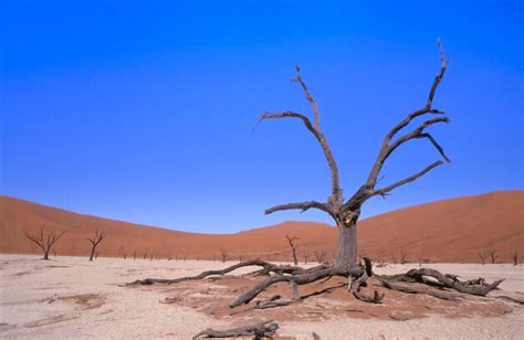 Premium Photo Dead Tree Deadvlei Namib Desert Namibia Africa