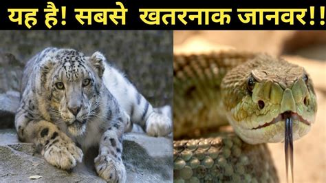 भारत के 10 सबसे खतरनाक जानवर10 Most Dangerous Animals Of India In