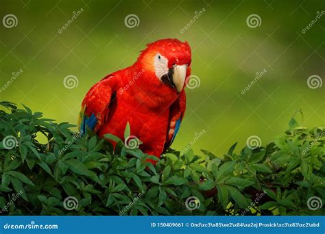 Red Parrot Scarlet Macaw Ara Macao Bird Sitting On The Branch With